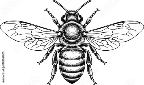 Detailed bee illustration, black and white insect drawing, entomology artwork design, pollinator anatomy diagram, natural science image, biological study graphic