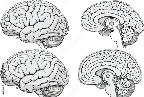 Human brain anatomy illustration, cerebral cortex diagram, sagittal section artwork, neurological structure drawing, medical education image, scientific biology study reference