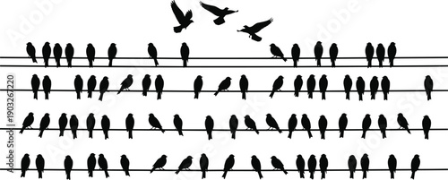 Bird silhouettes sitting on power lines with flying birds above symbolizing freedom nature harmony and wildlife behavior in minimalist black and white vector illustration