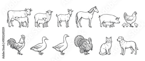 Collection of hand-drawn farm animal illustrations featuring a cow, sheep, goat, horse, pig, chicken, rooster, duck, goose, turkey, cat, and dog in a vintage line art style
