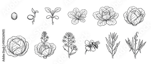 Cabbage plant life cycle illustration set showing growth from seed germination and sprouting to a mature vegetable, flowering, pollination by a bee, and producing new seed pods