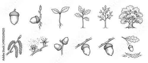 Oak tree life cycle illustration set shows the complete growth stages from a single acorn to a mature plant with leaves, flowers, and branches in a hand-drawn vintage sketch style