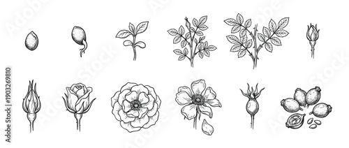 Rose plant life cycle illustration set showing growth stages from seed to fruit in a detailed, hand-drawn vintage engraving style with botanical accuracy