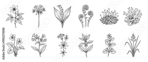 Collection of hand-drawn botanical illustrations featuring various forest wildflowers, herbs, fern, moss, and lichen in a detailed black and white line art engraving style