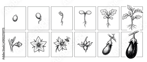 Eggplant life cycle illustration showing growth stages from seed germination and sprouting to a flowering plant with bee pollination and mature aubergine fruit development