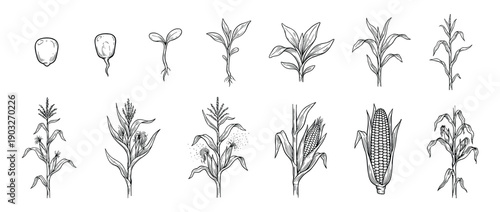 Corn plant life cycle illustration set showing maize growth stages from seed germination and sprouting to a mature stalk with a cob in a detailed botanical hand-drawn style