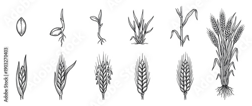 Wheat plant growth stages illustration set shows the complete life cycle from seed germination and sprouting to a mature plant with ears, depicted in a black and white vintage engraving style