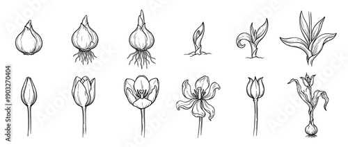 Hand-drawn botanical illustration set showing the life cycle of a tulip plant from bulb to flower, with detailed sketches of growth stages including sprouting, blooming, and wilting