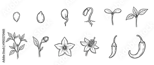 Chili pepper plant life cycle illustration set showing growth stages from seed germination and sprouting to flowering and fruiting in a hand-drawn black and white botanical style