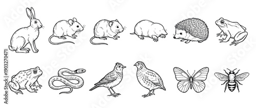 Collection of hand-drawn woodland animals in a black and white sketch style, featuring a rabbit, mouse, hedgehog, frog, snake, bird, butterfly, and bee in a detailed illustration set