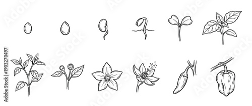Chili pepper plant growth stages infographic illustrates the complete life cycle from a single seed to a flowering plant with a ripe vegetable in a minimalist hand-drawn sketch