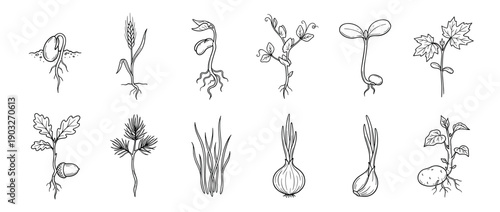 Collection of hand-drawn plant sprouts and seedlings showing various stages of germination and growth in a detailed black and white botanical sketch illustration set