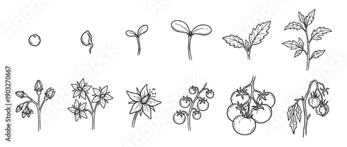 Tomato plant life cycle illustration set showing stages from seed germination to fruit ripening and withering, a hand-drawn black and white botanical sketch for educational purposes