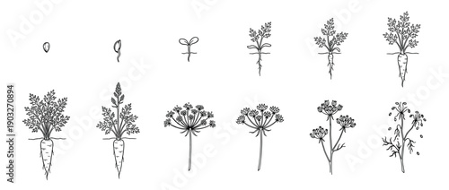 Carrot plant life cycle illustration showing growth stages from seed to flower and vegetable root, a botanical hand-drawn sketch for educational and agricultural concepts