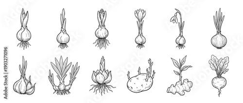 Hand-drawn collection of various plant bulbs, roots, and tubers with new sprouts and leaves in a vintage botanical line art illustration style