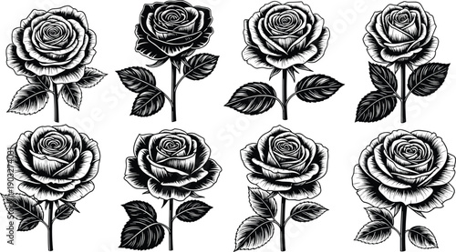 Set of Detailed Hand Drawn Rose Blossom Illustrations with Stems and Leaves in Black and White Line Art Style (20 words)