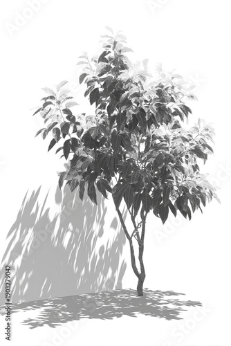 A grayscale image of a tree casting a prominent shadow on a black background