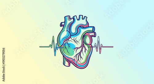 Vibrant anatomical human heart illustration with heartbeat line showing medical and health concept
