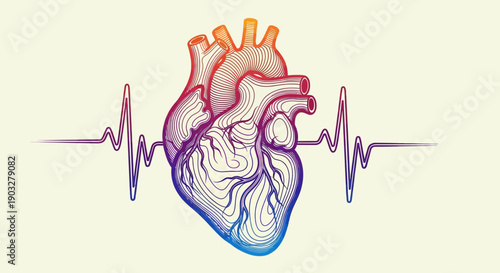 Vibrant anatomical human heart sketch with an ECG heartbeat rhythm line illustrating