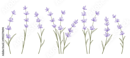 Delicate lavender flowers set. Hand drawn colored outline clip art of Provence wildflowers. Graceful sprigs with tiny purple flowers, vector graphic