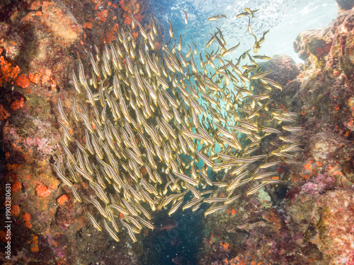 Fotografie ゴンズイ, ゴンズイ科, Striped eel catfish, Babel Eel, Plotosus japonicus, 幼魚yg, ゴンズイ玉, 他。