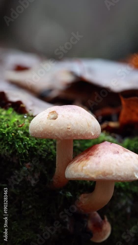 A Close-Up Slider Shot From Left To Right, Capturing Two Wild Mushrooms Growing On Green Moss Among Fallen Autumn Leaves In The Forest. Vertical