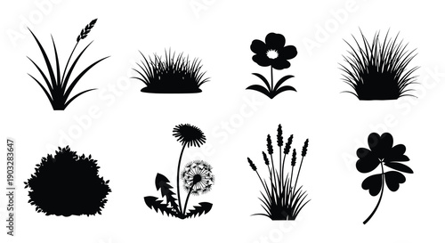 Photos Black and white silhouettes of various grasses flowers and leafy plants