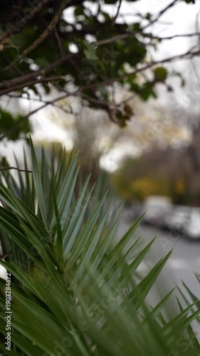 mother walking with a baby stroller through a residential neighborhood. rear view of the adult pushing the stroller on a tree-lined street. peaceful neighborhood setting with parked cars and autumn 