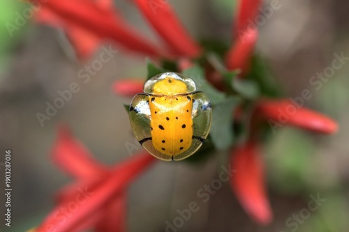 Spotted tortoise beetle on a flower