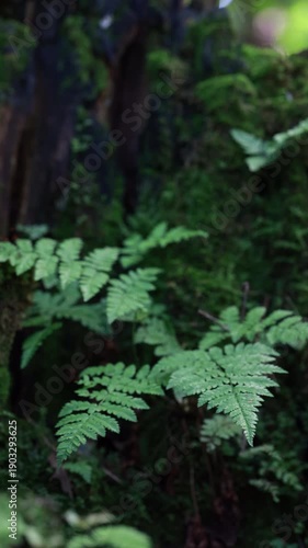 Close Up Of Green Fern Leaves Growing On Mossy Tree Trunk In Dark Forest Environment. Vertical.