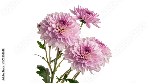 Colorful pink flowers isolated on transparent background cut out
