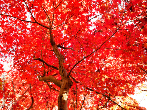紅葉したカエデの木