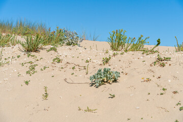 Keuken achterwand Duingras Strandvegetatie aan de kustlijn  © PRILL Mediendesign