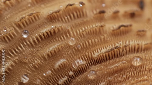 Macro photography close-up of a mushroom gills with water droplets