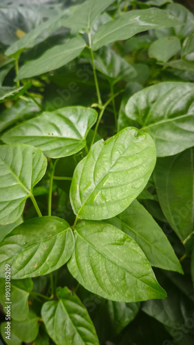 Wallpaper Mural Vibrant green leaves of a tropical plant, detailed texture, and natural beauty captured up close, showcasing the lushness of nature Torontodigital.ca
