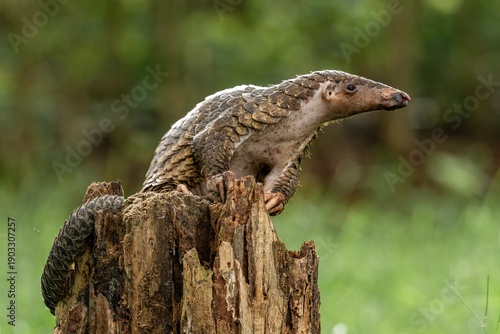 Sunda pangolin (Manis javanica) is native to Southeast Asia including Indonesia (Java, Sumatra, and Borneo).