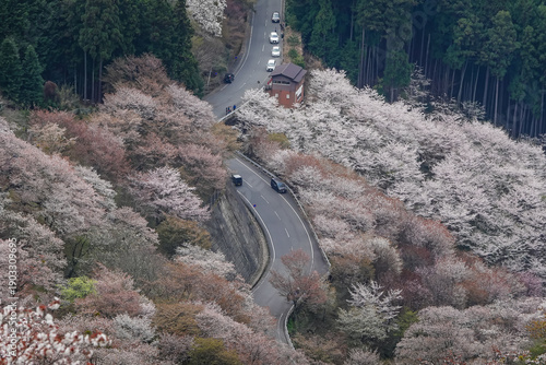 Cherry blossom season at Yoshinoyama National Park, Japan.