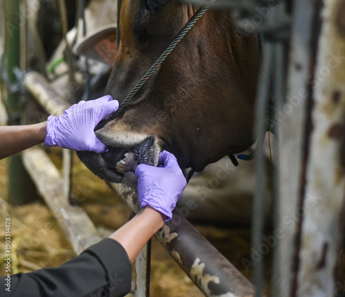 hand of animal health officer inspects the mouth of a cow to prevent transmission of Foot and Mouth Disease (FMD) that attack livestock