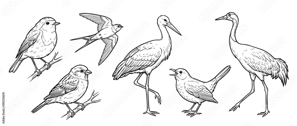 Obraz premium Collection of various hand-drawn birds including a crane, stork, swallow, and songbirds in a detailed black and white line art illustration style for ornithology or nature concepts