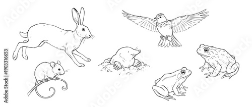 Set of six hand-drawn wild animal illustrations featuring a leaping hare, a tiny mouse, a burrowing mole, a flying bird, a warty toad, and a smooth frog in a clean sketch style
