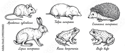 Collection of six hand-drawn forest animals including a mouse, mole, hedgehog, hare, frog, and toad, illustrated in a vintage scientific engraving style with Latin names