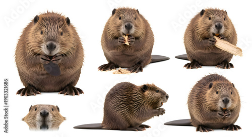 beaver rodent semi aquatic large teeth flat tail brown fur wood gnawing water animal nature wildlife forest river lake north america ecosystem engineering dam builder herbivore