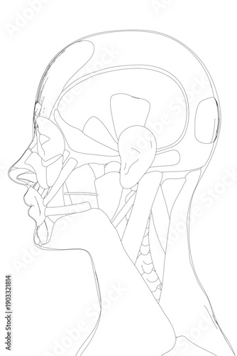 A detailed anatomical sketch of a female skull reveals the underlying facial muscles and bone structure for medical study. Side view