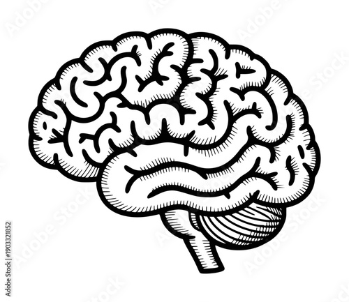 Black and White Hand Drawn of Human Brain Cerebellum Anatomy Science