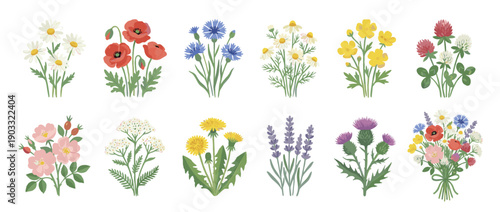 Collection of colorful wildflower illustrations featuring poppy, daisy, cornflower, lavender, and thistle in a charming botanical set for decorative design elements