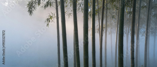 Misty Bamboo Forest with Soft Light Beams, Calm Zen Spring Landscape Panorama