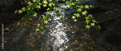 Shimmering Creek Surface with Maple Leaves and Light Reflections, Panoramic Nature Texture Background