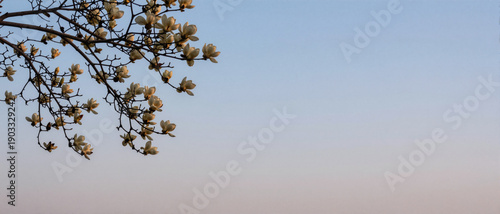 Soft Focus Blossom Branch on Clean Sky Background with Copy Space, Spring Floral Banner Panorama