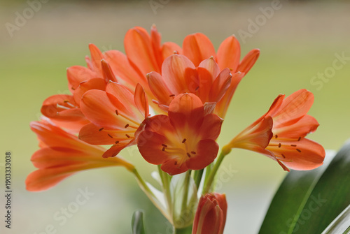 Clivia miniata flowers, close up. Ornamental plant. Blurred background
