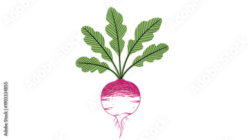 Vibrant red radish with fresh green leaves illustrated in a detailed colored pencil or ink sketch style on white.